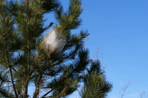 Chenilles processionnaires